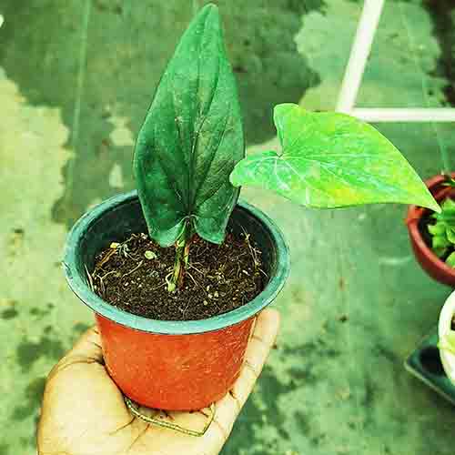Syngonium Erythrophyllum (Single plant) - Image 2