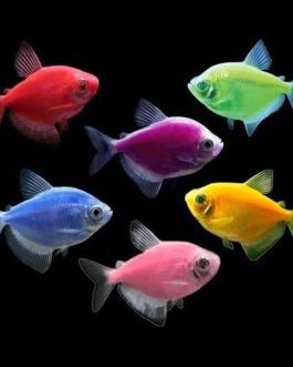 widow tetra combo ( 5 pcs yellow, 5 pcs green, 5 pcs purple)