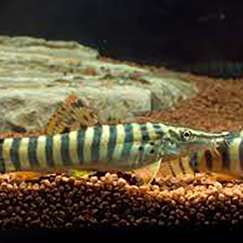 Tiger Loach (10 Pieces)