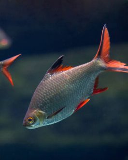 Tinfoil Brab (10 Pieces)