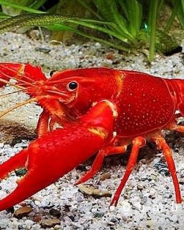 Valentine Cray Fish ( 4 pieces)