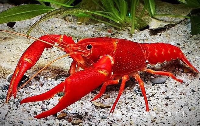 Valentine Cray Fish ( 4 pieces) - Image 2