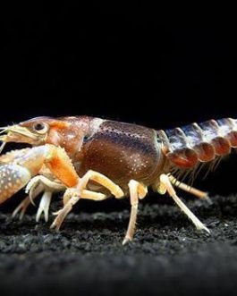 Brown Ghost Cray Fish ( 4 pieces)
