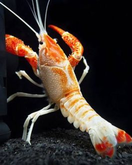 Orange Ghost Cray Fish ( 4 pieces)