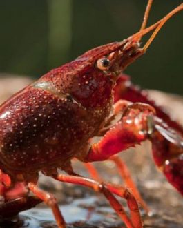 Valentine Cray Fish ( 4 pieces)