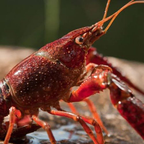 Valentine Cray Fish ( 4 pieces)