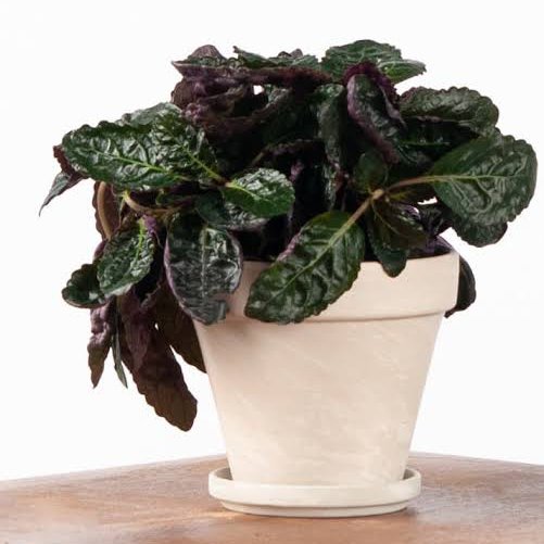 Purple waffle/ Hemigraphis alterneta (Single plant) - Image 2