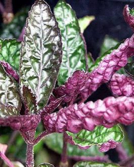Purple waffle/ Hemigraphis alterneta (Single plant)