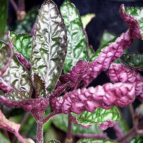 Purple waffle/ Hemigraphis alterneta (Single plant)