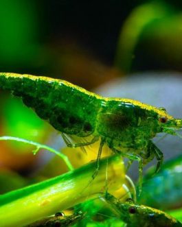 Green Jade Shrimp ( 3 pieces)