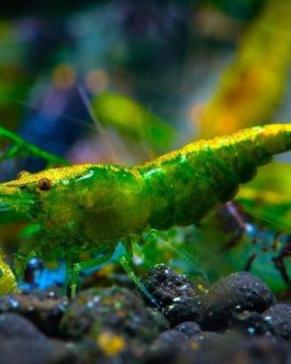 Green Jade Shrimp ( 3 pieces)
