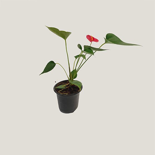 Anthurium Miniature Red (combo of 3 plants) - Image 2