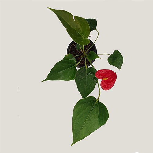 Anthurium Miniature Red (combo of 3 plants) - Image 3