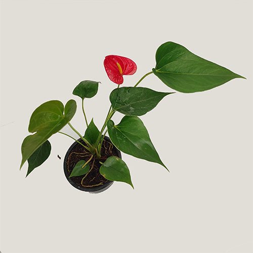 Anthurium Miniature Red (combo of 3 plants)