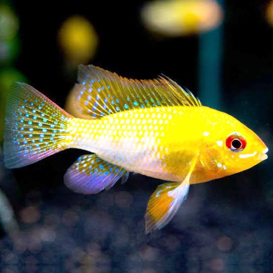 Golden Ram (5 Pieces) - Image 3