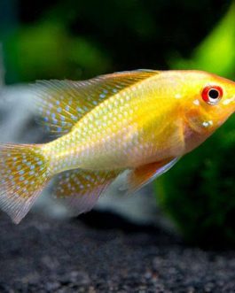 Golden Ram (5 Pieces)