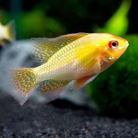 Golden Ram (5 Pieces) - Image 2