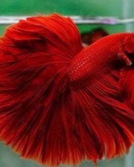 Full Red Fighter Pair