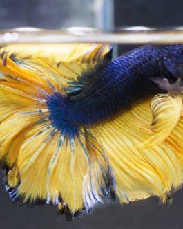 Mustard gas Fighter Pair