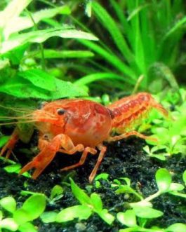 Orange Cray Fish ( 2 pair)