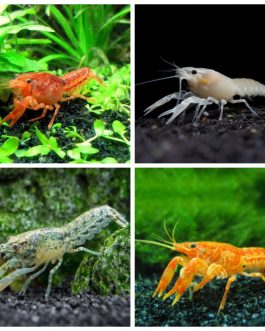 Cray Fish Combo ( White, Blue, Orange, Valentine( single piece)