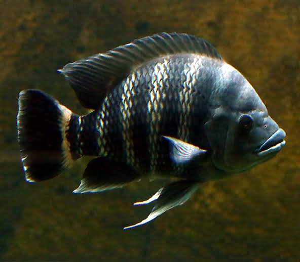 Buttikoferi Chichilds /Zebra Tilapia/Tilapia buttikoferi ( 5 pieces)