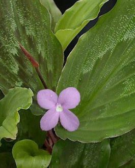 Peacock Ginger (plant clump)