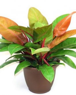 Philodendron Prince of Orange