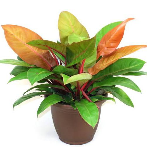 Philodendron Prince of Orange