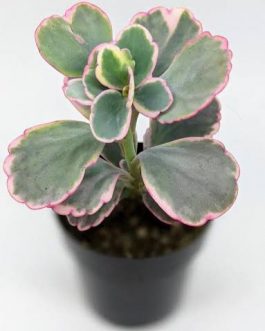 Varigated Kalachoe