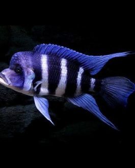 African Malawi Chichilds (3 Pieces)