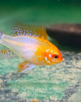 Golden Ram (5 Pieces)