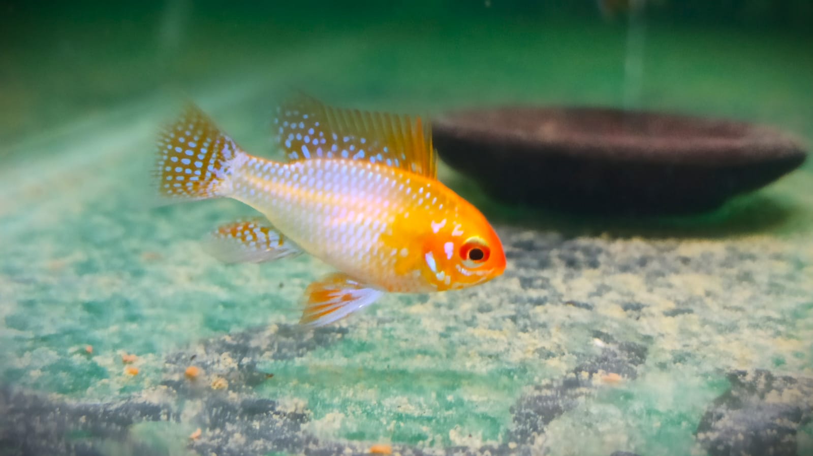 Golden Ram (5 Pieces)