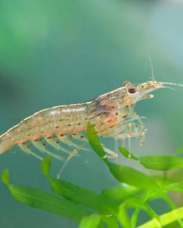 Amano Shrimps (3 Pieces)