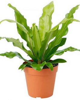 Bird Nest Fern (Single Plant)