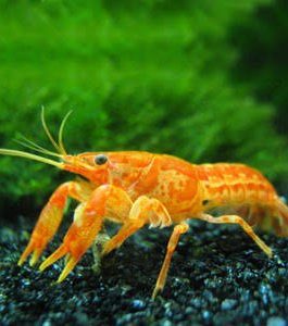 Cray Fish Combo ( White, Blue, Orange, Valentine( single piece)