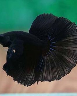 Full Black Fighter Pair