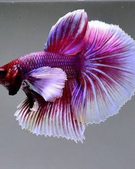 Big Ear Lavender Fighter Pair