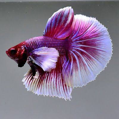 Big Ear Lavender Fighter Pair - Image 2