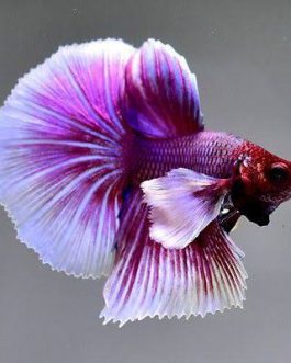 Big Ear Lavender Fighter Pair