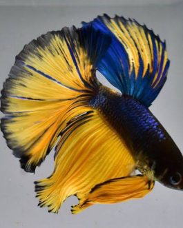 Mustard gas Fighter Pair