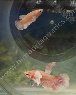 Dumbo Half Moon Fighter Pair