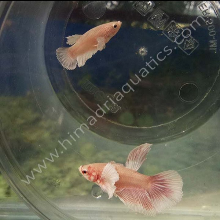 Dumbo Half Moon Fighter Pair - Image 2