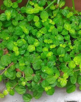 Creeping Charlie /Pilea nummulariifolia (3 stems)