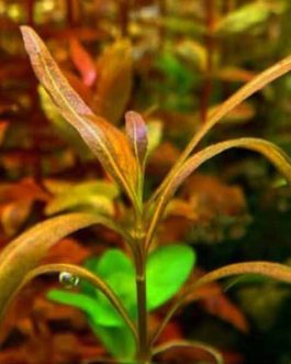 Hygrophila sp. snake