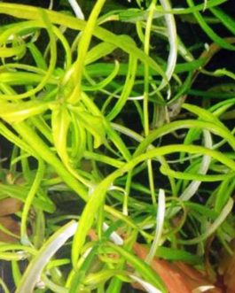 Hygrophila sp. snake