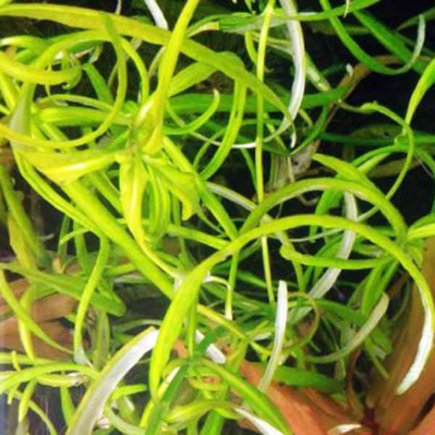 Hygrophila sp. snake - Image 2