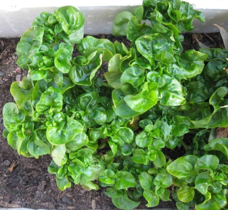 Alternanthera sissoo/ Brazilian Spinach/ Sambu/ Samba lettuce (3 stems)