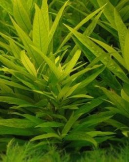 Hygrophila guianensis (3 stems)