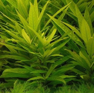 Hygrophila guianensis (3 stems)